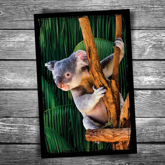 Koala Bear Postcard