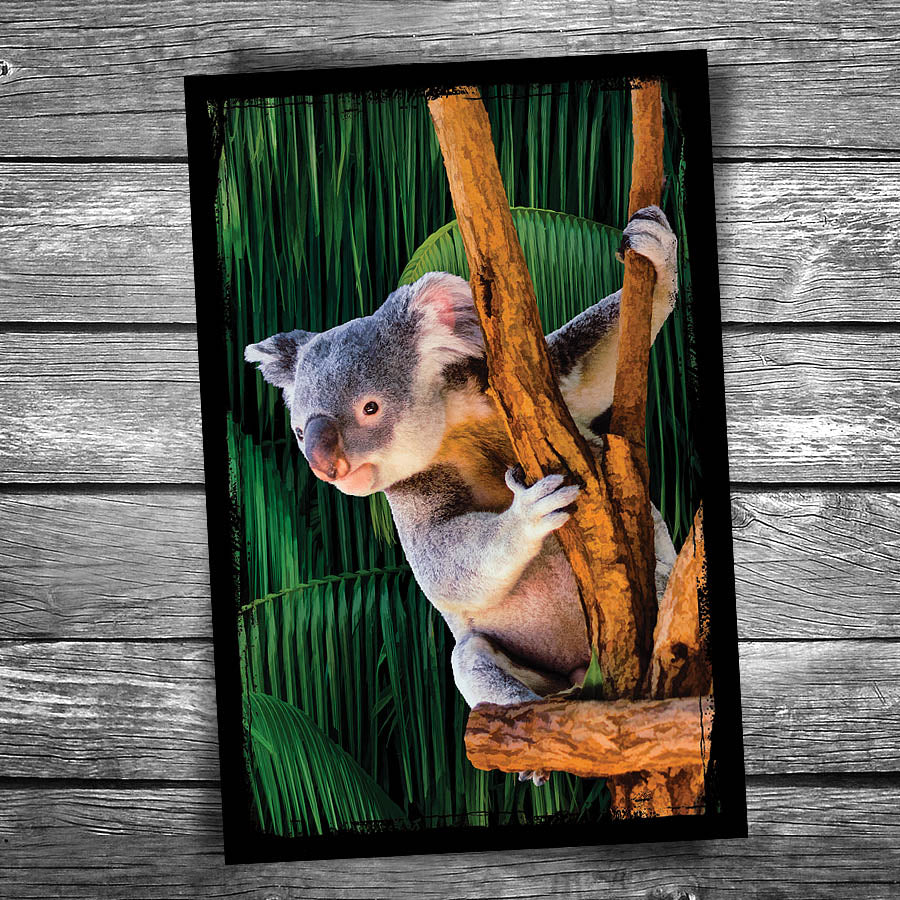 Koala Bear Postcard