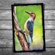 Red-Headed Woodpecker Postcard