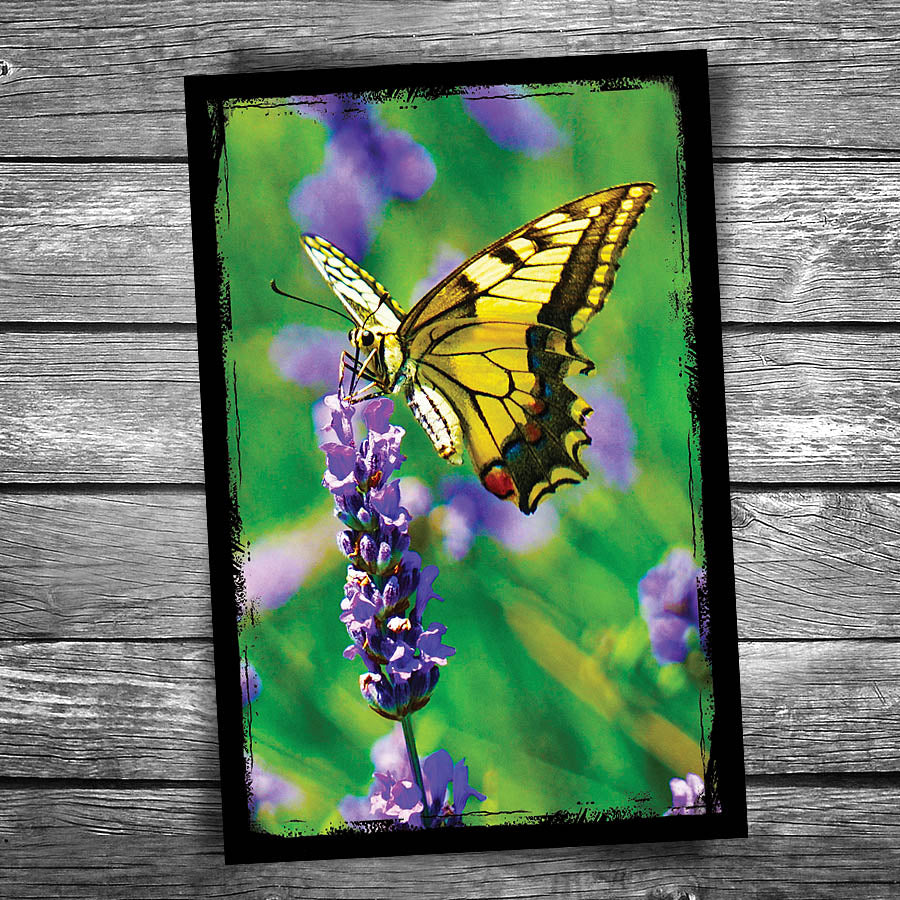 Yellow Monarch Butterfly Postcard