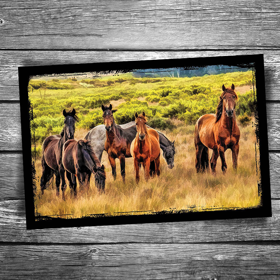 Wild Horses Postcard
