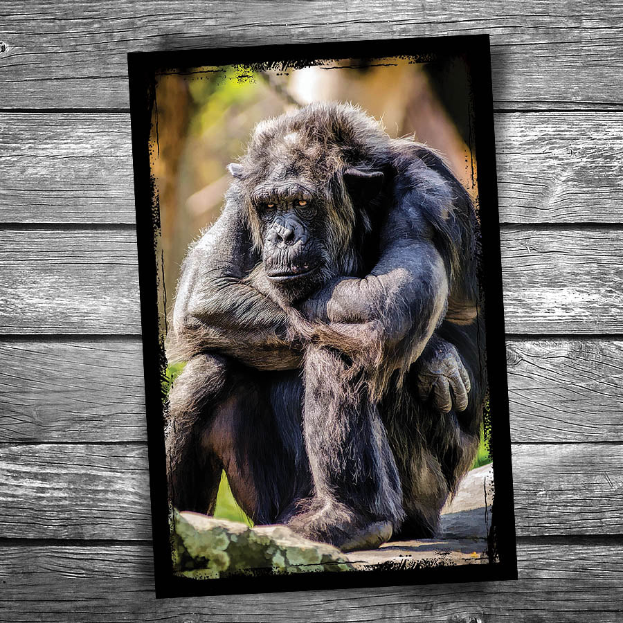 Grumpy Monkey Postcard