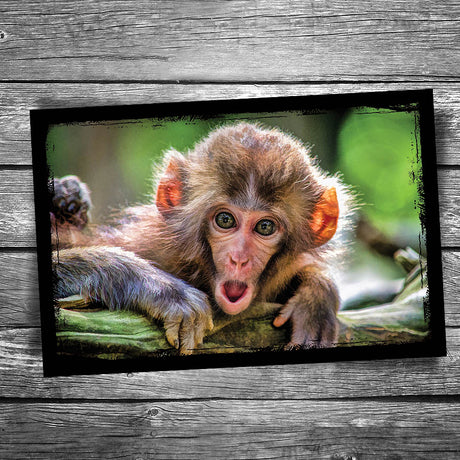Surprised Monkey Postcard