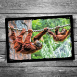 Orangutan Postcard