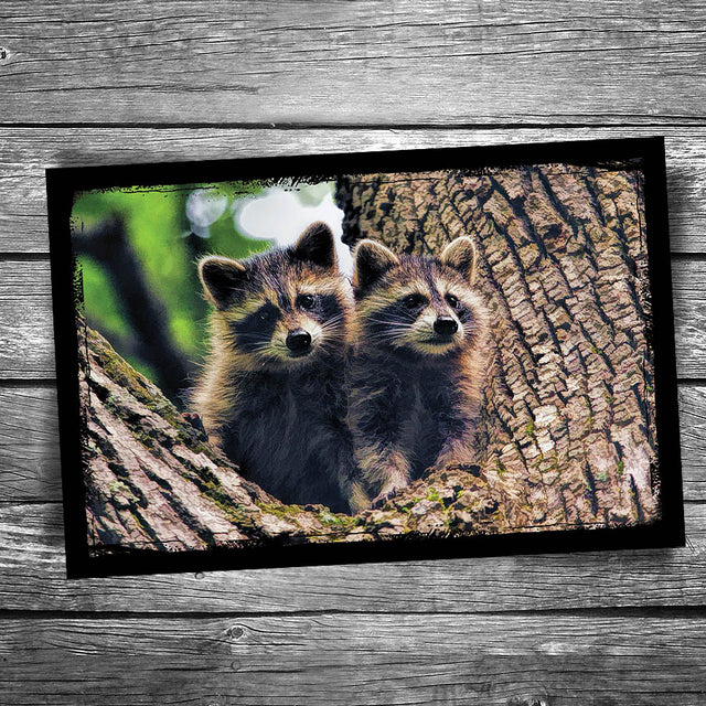 Raccoons Postcard