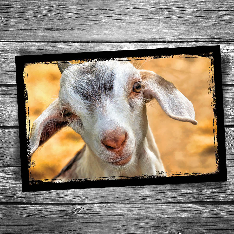 Goat Postcard