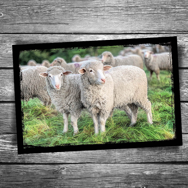 Sheep Postcard