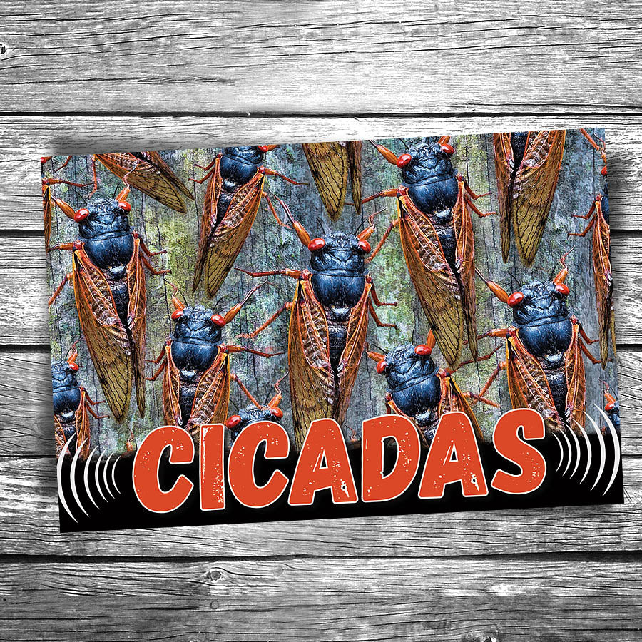 Cicadas Postcard