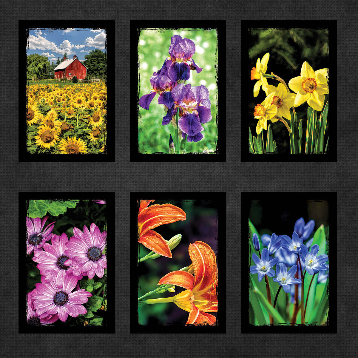 Flower Postcards | Set of 25