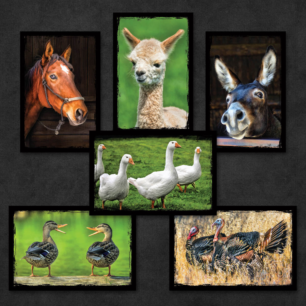 Farm Animal Postcards | Set of 12